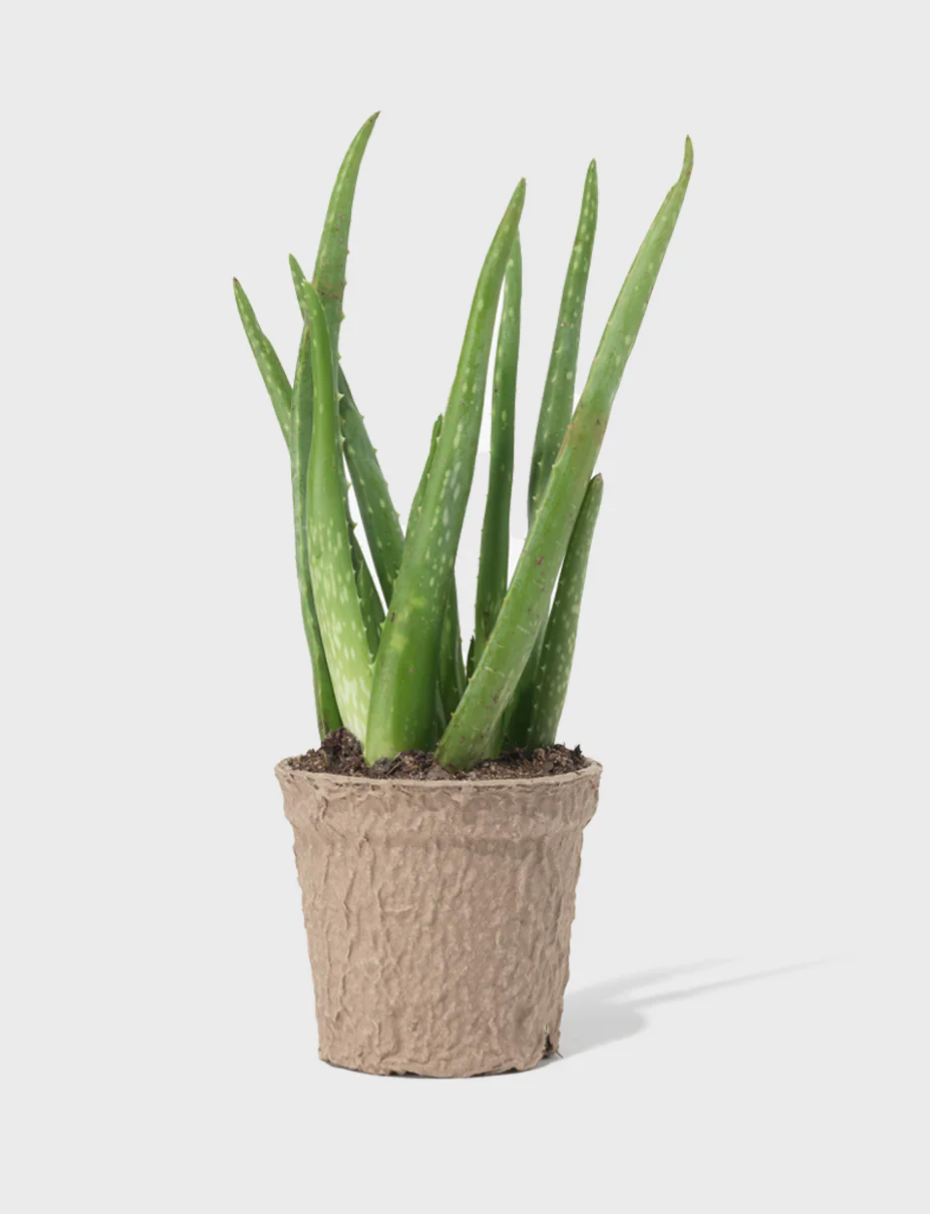 Aloe Vera 4" Aloé Véra 4"